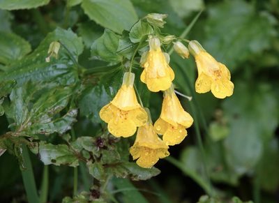 Erythranthe decora, photographed by nmoorhatch