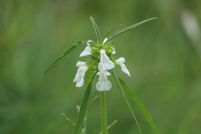 Leucas aspera, photographed by Haneesh K M