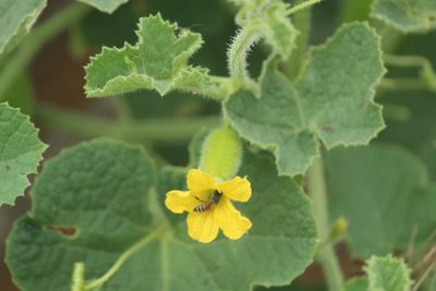 Cucumis dipsaceus, photographed by Haneesh K M