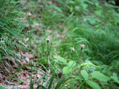 Plantago atrata, photographed by Wolfgang Jauch
