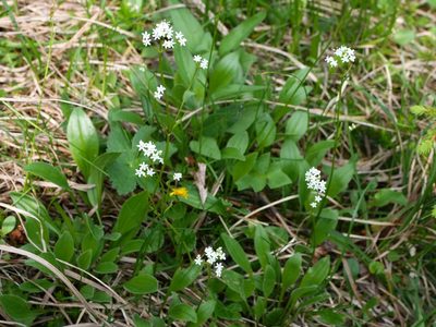 Valeriana saxatilis, photographed by Wolfgang Jauch