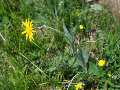 Senecio doronicum, photographed by Wolfgang Jauch