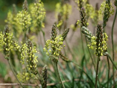 Plantago alpina, photographed by Wolfgang Jauch