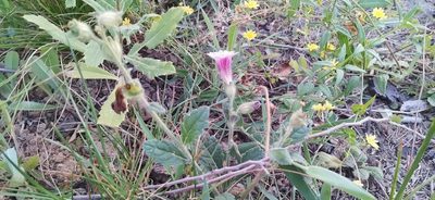 Rehmannia glutinosa, photographed by 夏仲归