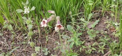 Rehmannia glutinosa, photographed by 夏仲归