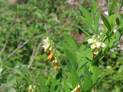 Lathyrus laevigatus, photographed by Wolfgang Jauch