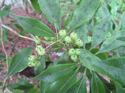 Pieris japonica, photographed by Marco Mussita