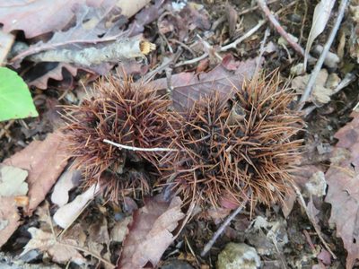 Castanea crenata, photographed by Marco Mussita