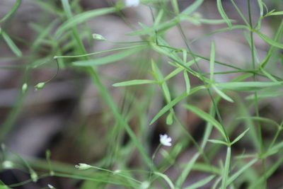 Stellaria longifolia, photographed by Tatiana Strus