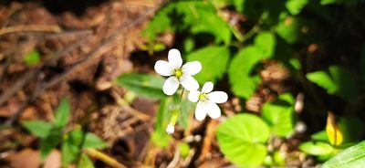 Cerastium pauciflorum, photographed by Алексей Ябс