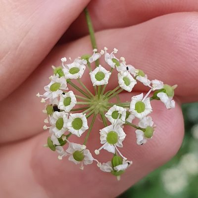 Physospermum verticillatum, photographed by Mehdi Chetibi