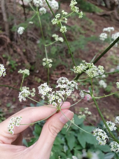 Physospermum verticillatum, photographed by Mehdi Chetibi