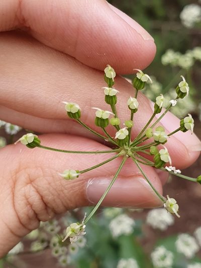 Physospermum verticillatum, photographed by Mehdi Chetibi