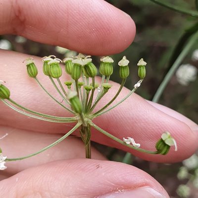 Physospermum verticillatum, photographed by Mehdi Chetibi