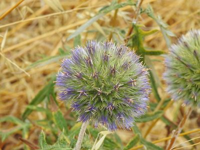 Echinops strigosus, photographed by Duarte Frade