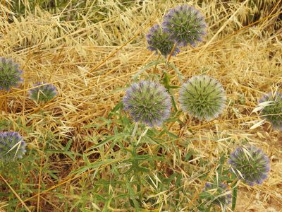 Echinops strigosus, photographed by Duarte Frade