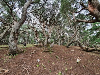 Cedrus atlantica, photographed by Mehdi Chetibi