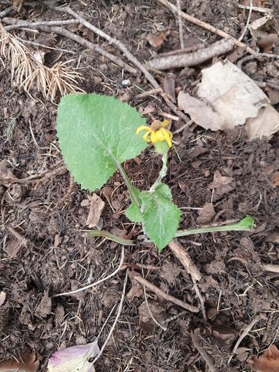 Senecio perralderianus, photographed by Mehdi Chetibi