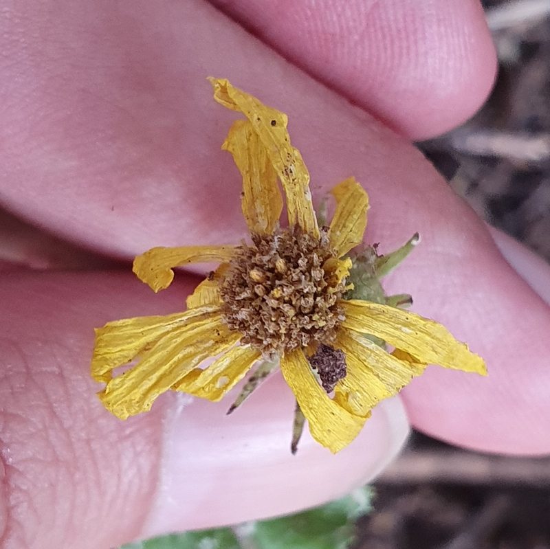 Senecio perralderianus, photographed by Mehdi Chetibi