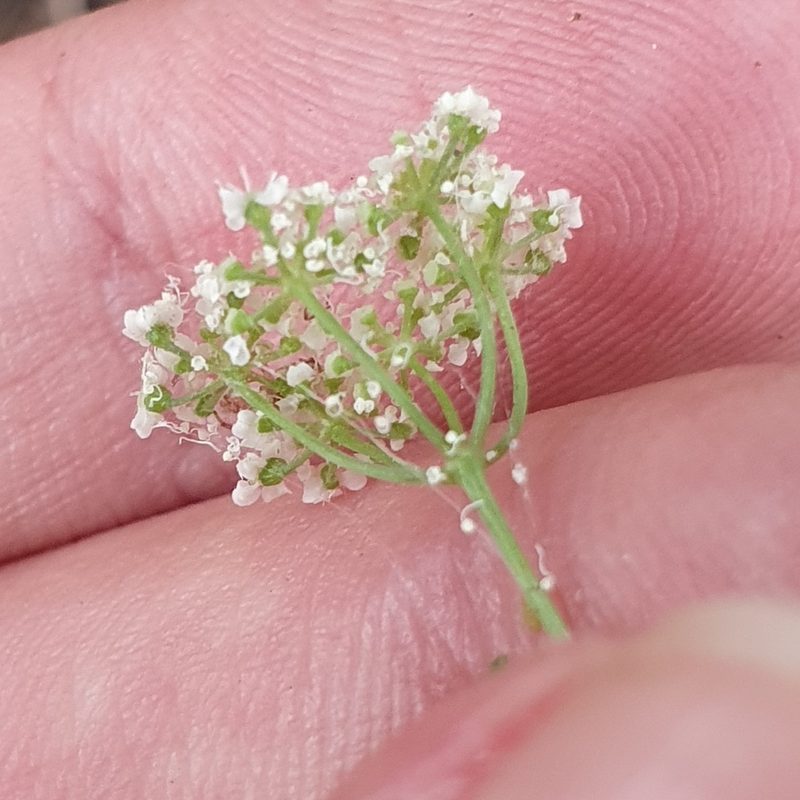 Selinopsis montana, photographed by Mehdi Chetibi