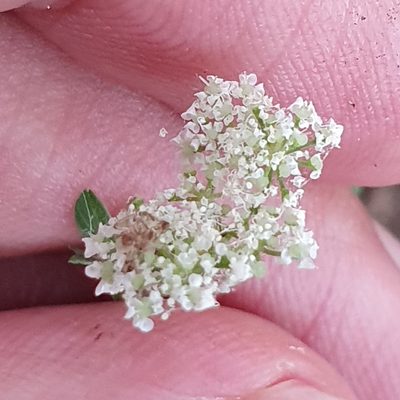 Selinopsis montana, photographed by Mehdi Chetibi