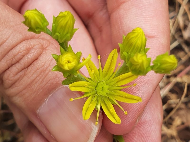 Petrosedum amplexicaule, photographed by Mehdi Chetibi