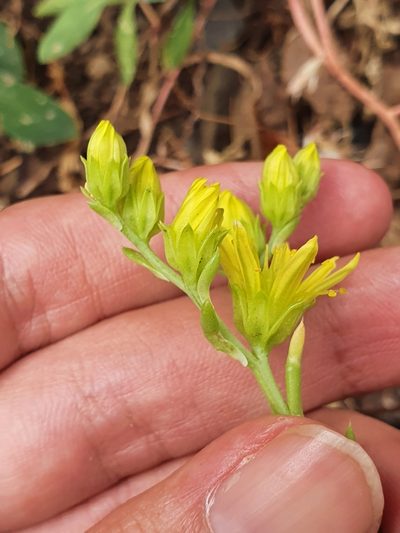 Petrosedum amplexicaule, photographed by Mehdi Chetibi