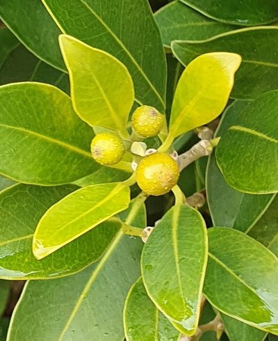 Ficus obliqua, photographed by ronavery