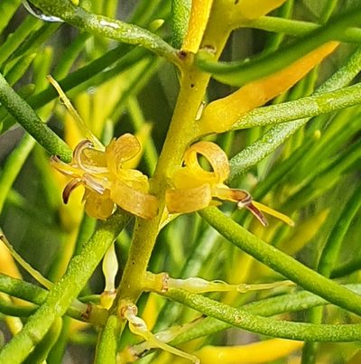 Persoonia mollis, photographed by ronavery
