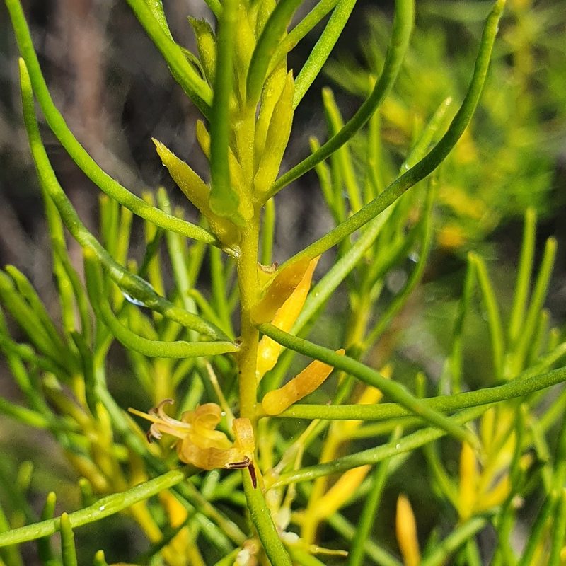 Persoonia mollis, photographed by ronavery