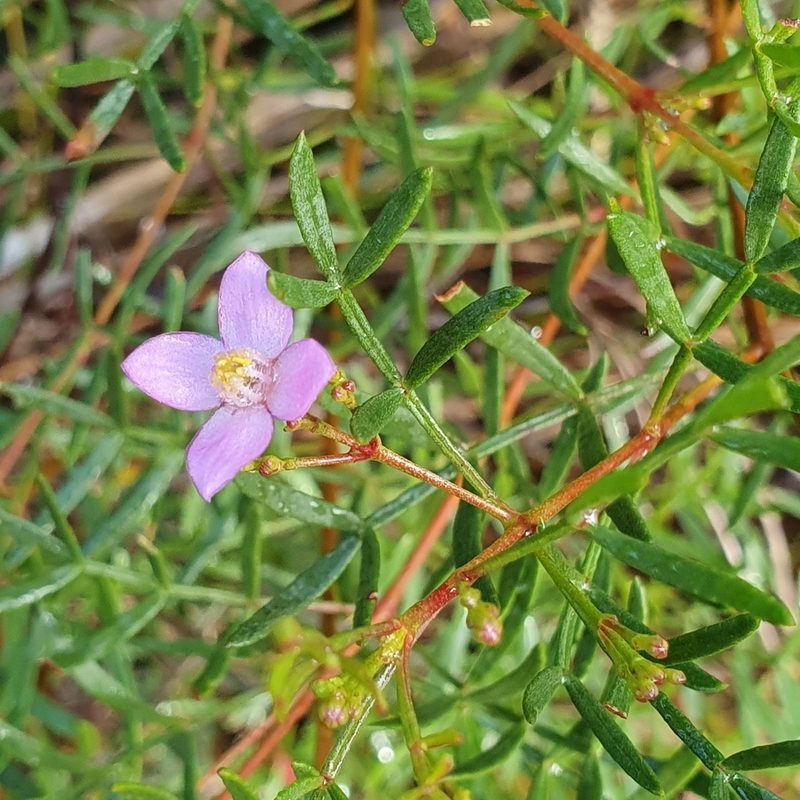 Boronia pinnata, photographed by ronavery