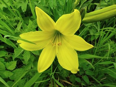 Hemerocallis minor, photographed by Valentin Kosterin