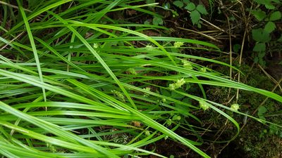 Carex tuckermanii, photographed by Norma Malinowski