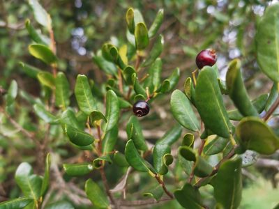 Temu cruckshanksii, photographed by Inao Vasquez