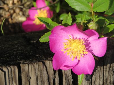 Rosa virginiana, photographed by Howard Williams
