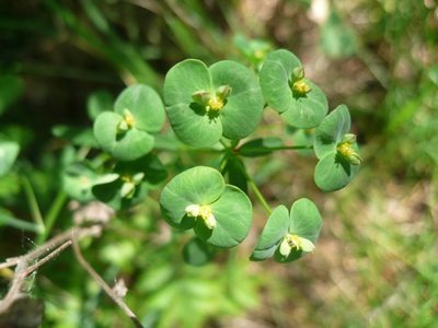 Euphorbia microcarpa, photographed by Силаева Татьяна Борисовна
