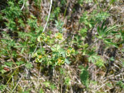 Euphorbia microcarpa, photographed by Силаева Татьяна Борисовна