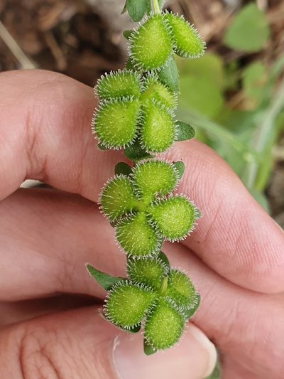 Cynoglossum maghrebicum, photographed by Mehdi Chetibi