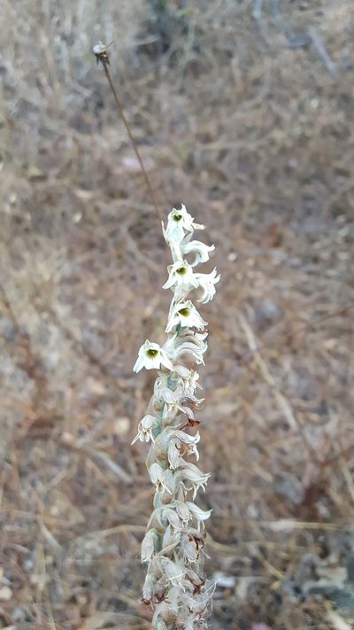 Deiregyne rhombilabia, photographed by Eugenio Padilla