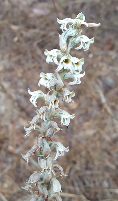 Deiregyne rhombilabia, photographed by Eugenio Padilla