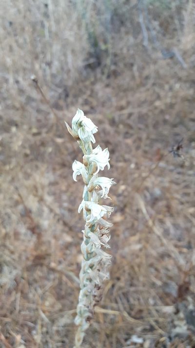 Deiregyne rhombilabia, photographed by Eugenio Padilla