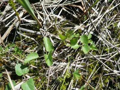 Ostericum palustre, photographed by Силаева Татьяна Борисовна