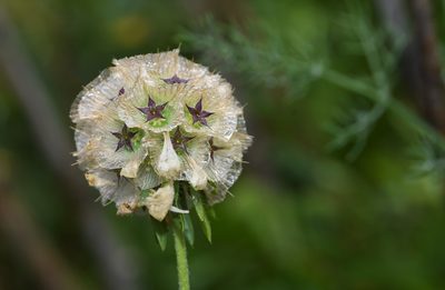 Lomelosia simplex, photographed by Paulo Martins
