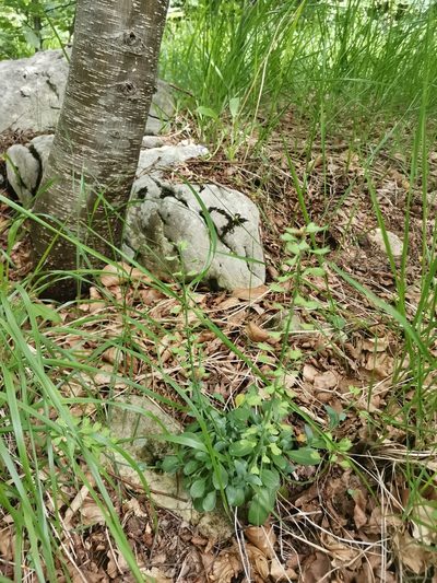 Noccaea praecox, photographed by Ljaž