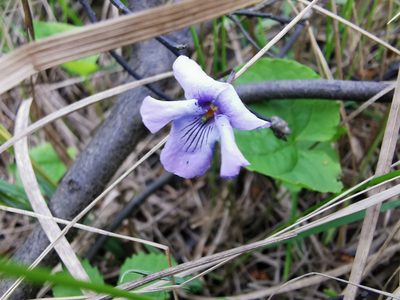 Viola epipsiloides, photographed by Валерия Ковалева