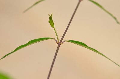 Periploca sepium, photographed by Zinogre