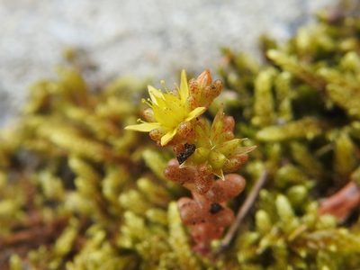Sedum annuum, photographed by amantedarmanin