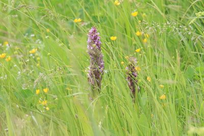 Dactylorhiza incarnata, photographed by Нурхайдарова Татьяна