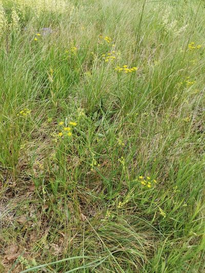 Bupleurum exaltatum, photographed by Ljaž
