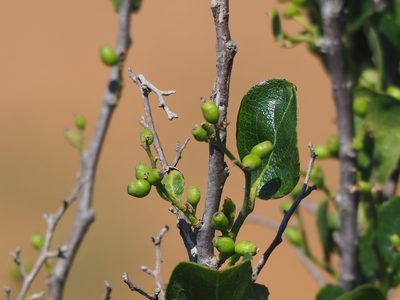 Symplocos paniculata, photographed by 葉子